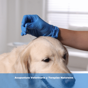 Acupuntura Veterinaria y Terapias Naturales