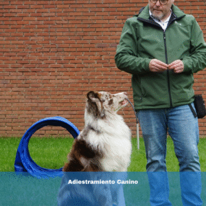 Adiestramiento Canino