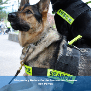 Búsqueda y Detección  de Sustancias Olorosas con Perros