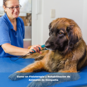 Curso en Fisioterapia y Rehabilitación de Animales de Compañia