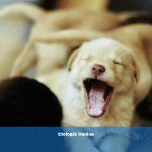 Etología Canina