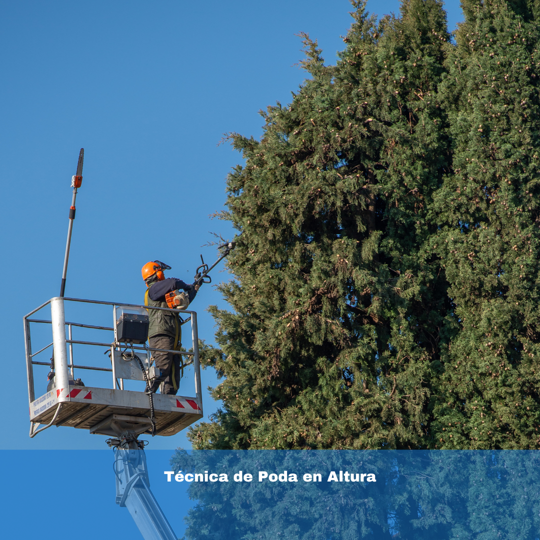 Técnica de Poda en Altura