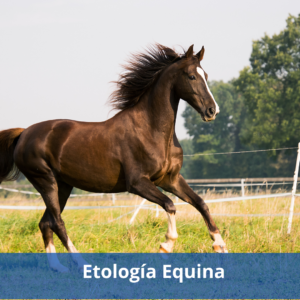 Etología Equina