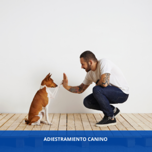 Adiestramiento canino con prácticas