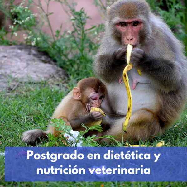 Postgrado En Dietética Y Nutrición Veterinaria