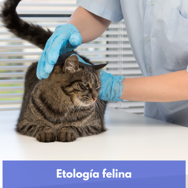 Etología Felina