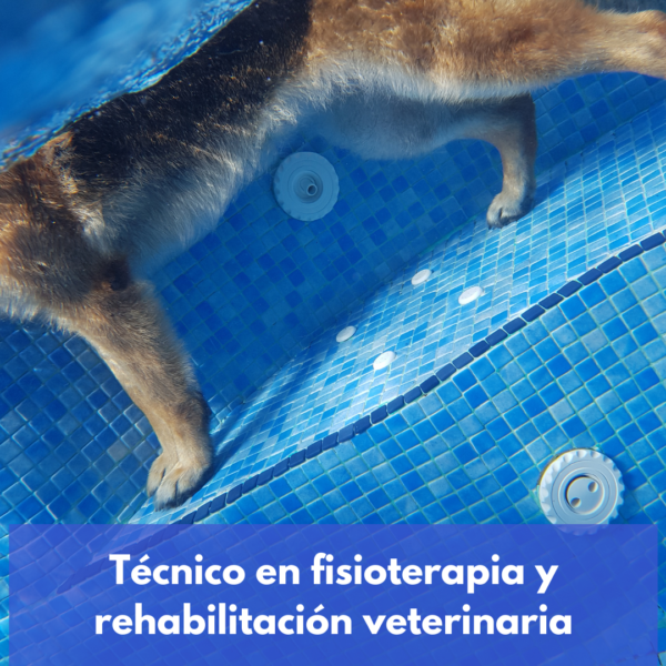 Técnico En Fisioterapia Y Rehabilitación Veterinaria