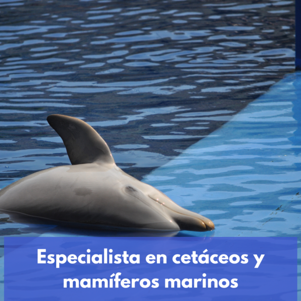 Especialista En Terapia Asistida Con Animales Marinos