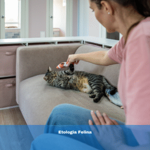 Etologia Felina